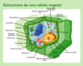 /album/fotogaleria/estructura-celula-vegetal-png/