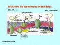 /album/fotogaleria/membrana-celular-e-transporte-membranares-biologia-humana-3-728-jpg/